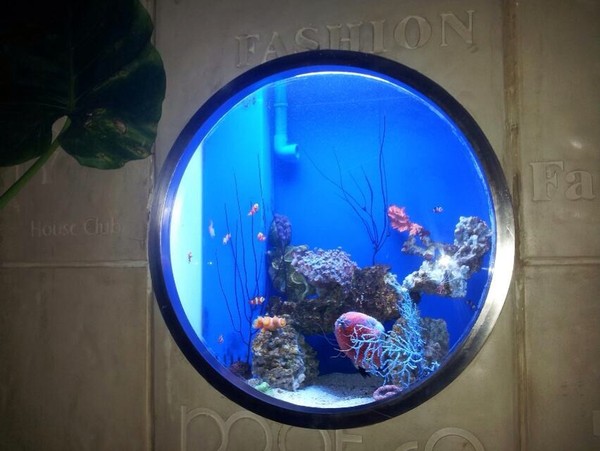 圓形窗口式觀賞魚缸