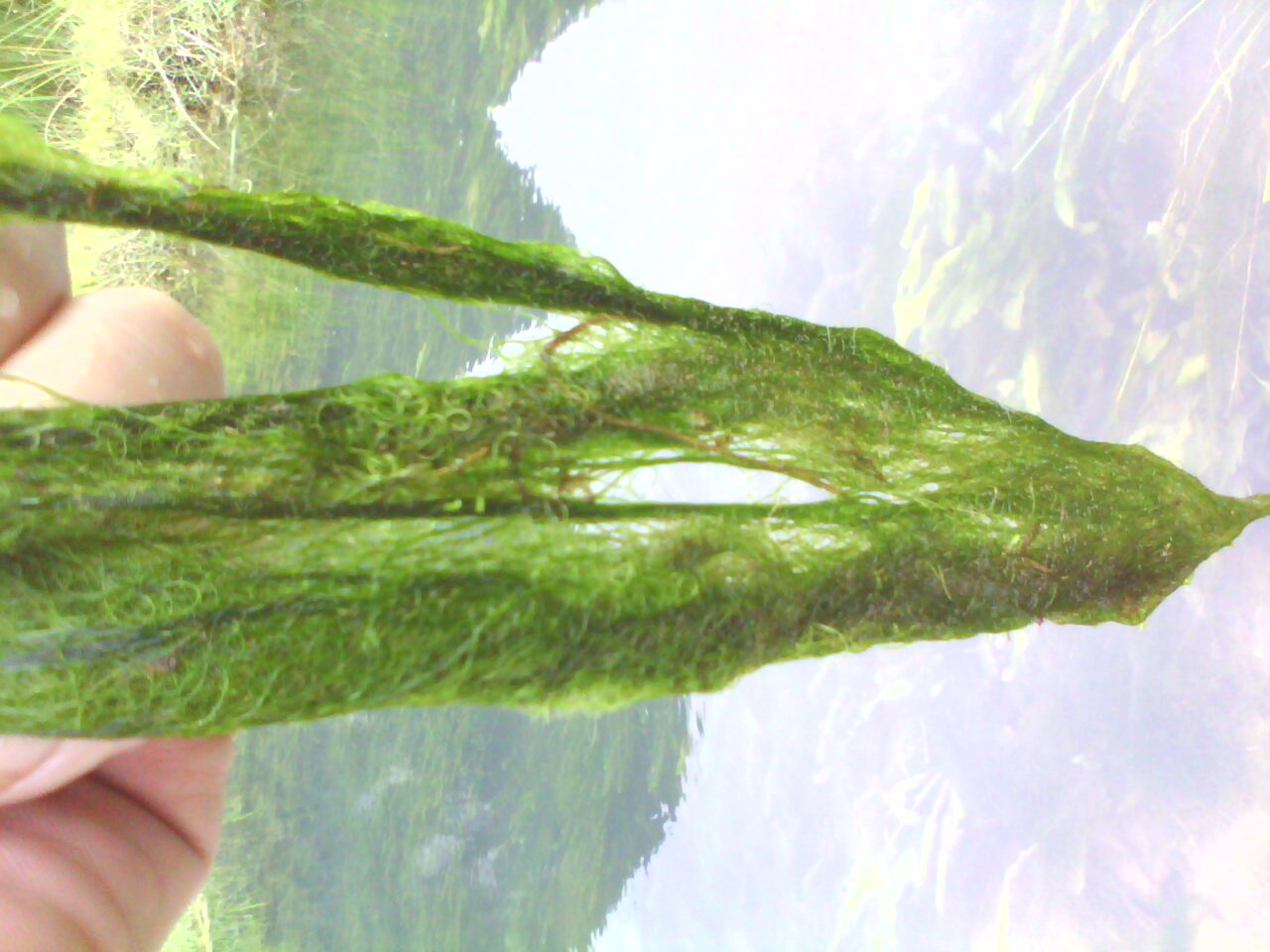 水草藻类.jpg