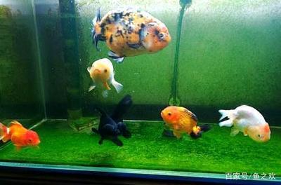 魚缸里的水藻危害_水藻對魚兒有什么影響-上海蕭昌水族